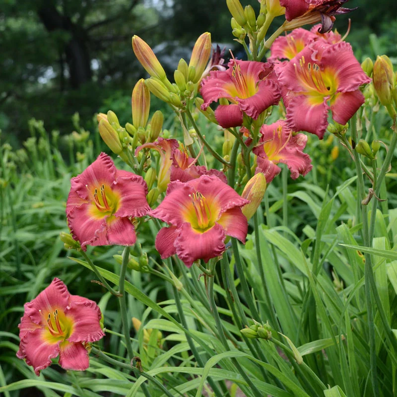 1886-earlybird-cardinal-reblooming-daylily-1.webp