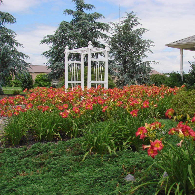 1886-earlybird-cardinal-reblooming-daylily-1.webp