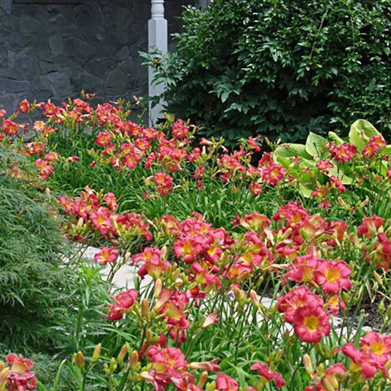 1886-earlybird-cardinal-reblooming-daylily-1.webp