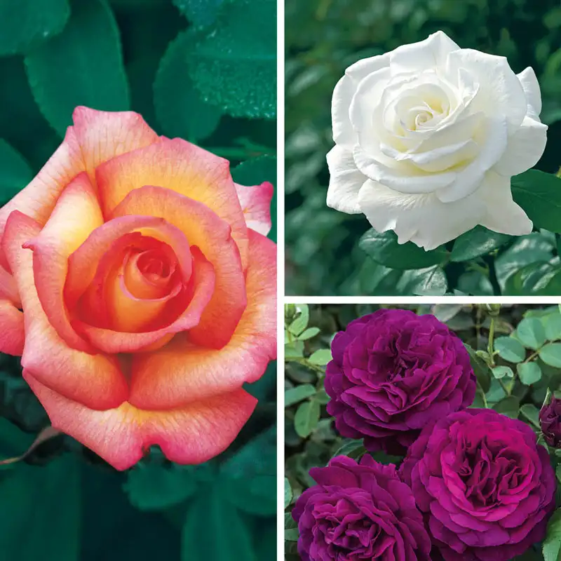 Fragrant Rose Garden Collection - 3 Plants