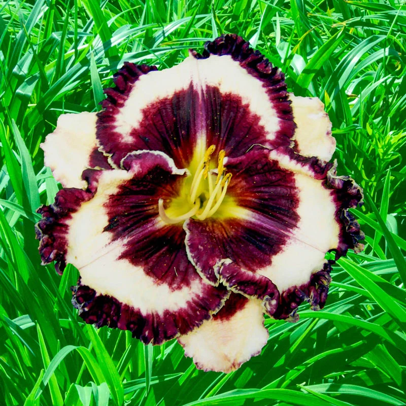 ProtÃ¨gÃ¨ Reblooming Daylily