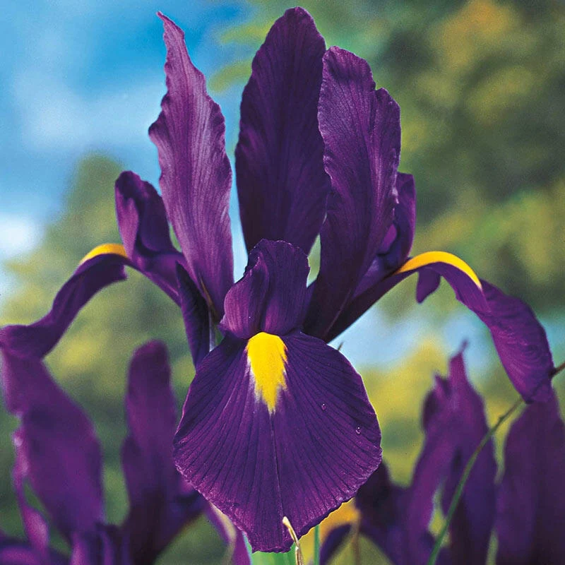 Purple Tall Dutch Iris 1 1891-purple-tall-dutch-iris-1.webp