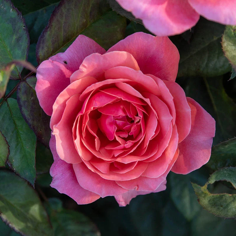 Miss Mannersâ¢  Grandiflora Rose