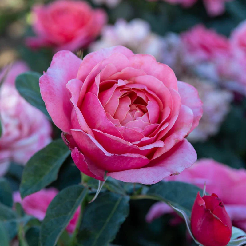 Miss Mannersâ¢  Grandiflora Rose