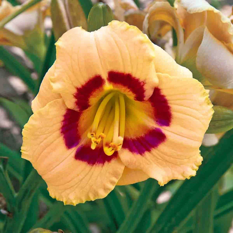 Babymoon CafÃ© Reblooming Daylily