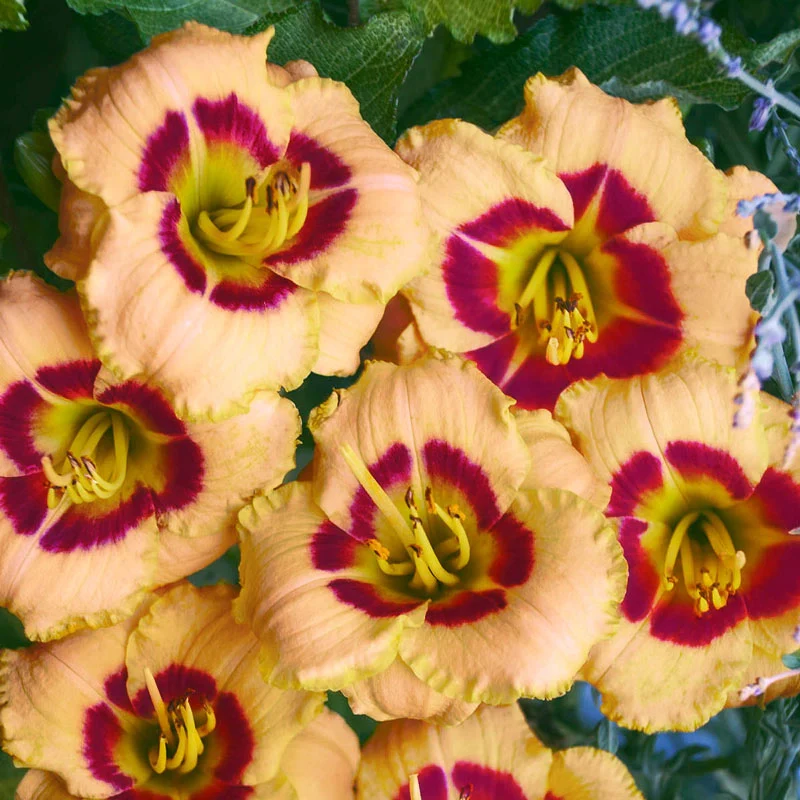 1895-babymoon-caf-reblooming-daylily-1.webp