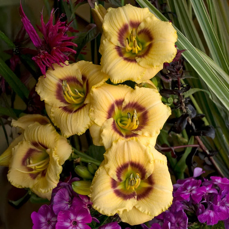 1895-babymoon-caf-reblooming-daylily-1.webp