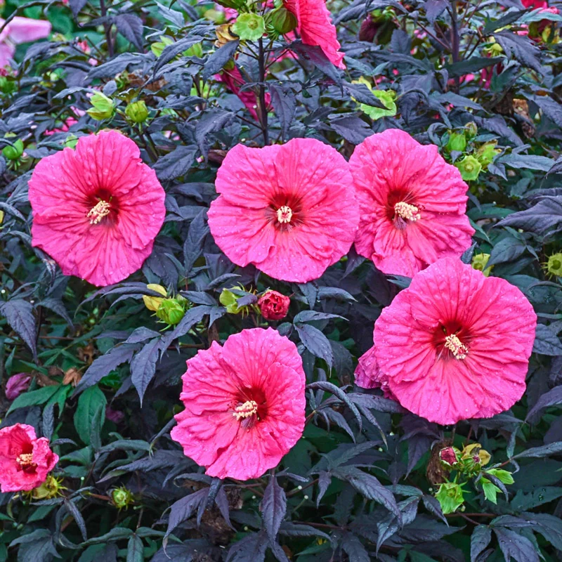 190-evening-rose-hibiscus-1.webp