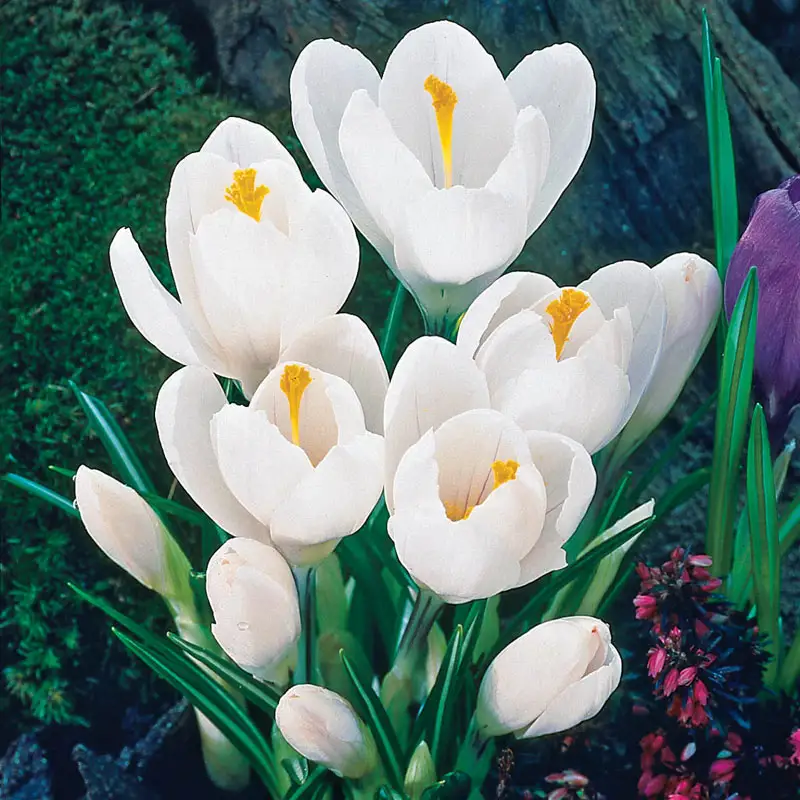 Jeanne d'Arc Giant Dutch Crocus