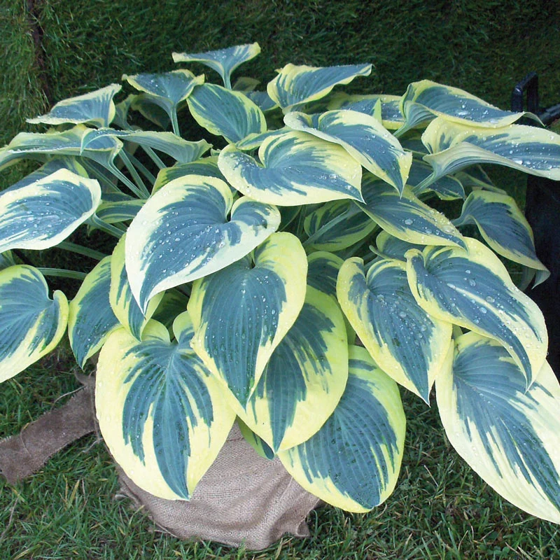 1904-blue-ivory-hosta-1.webp