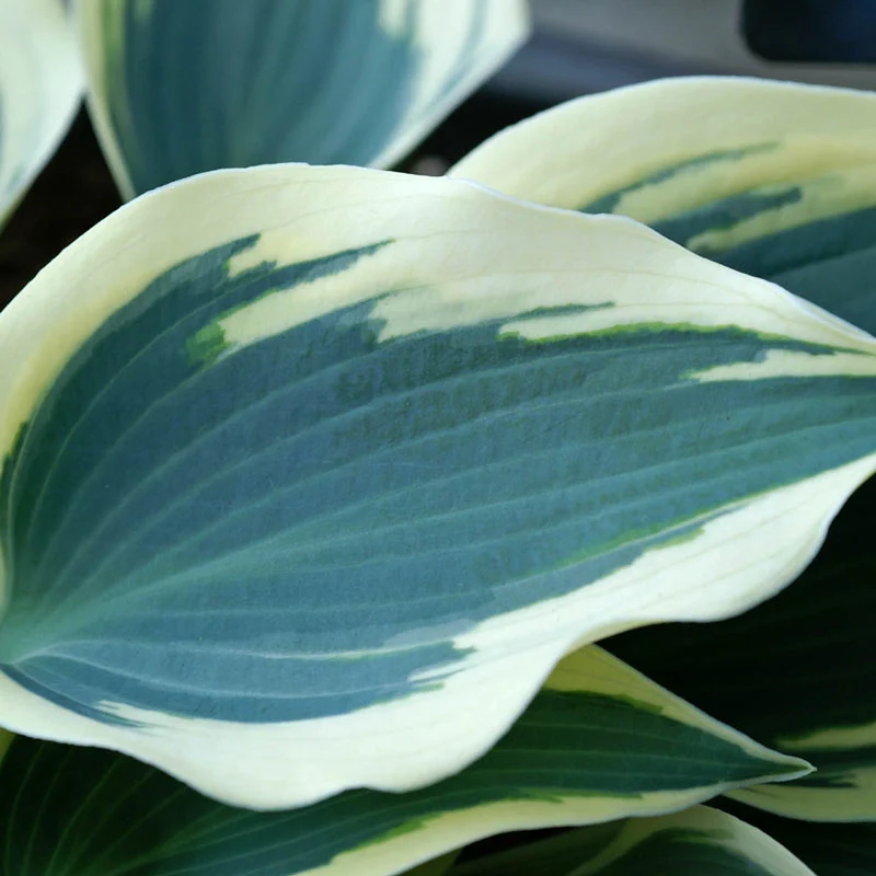 1904-blue-ivory-hosta-1.webp