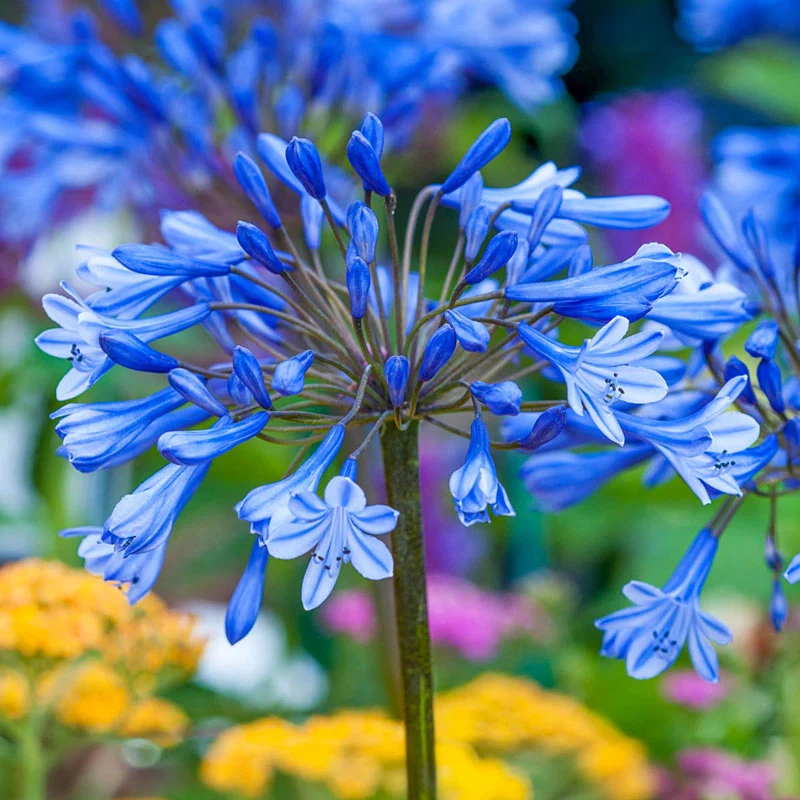 Dr. Brouwer Trumpet Agapanthus