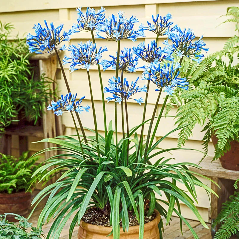 Dr. Brouwer Trumpet Agapanthus