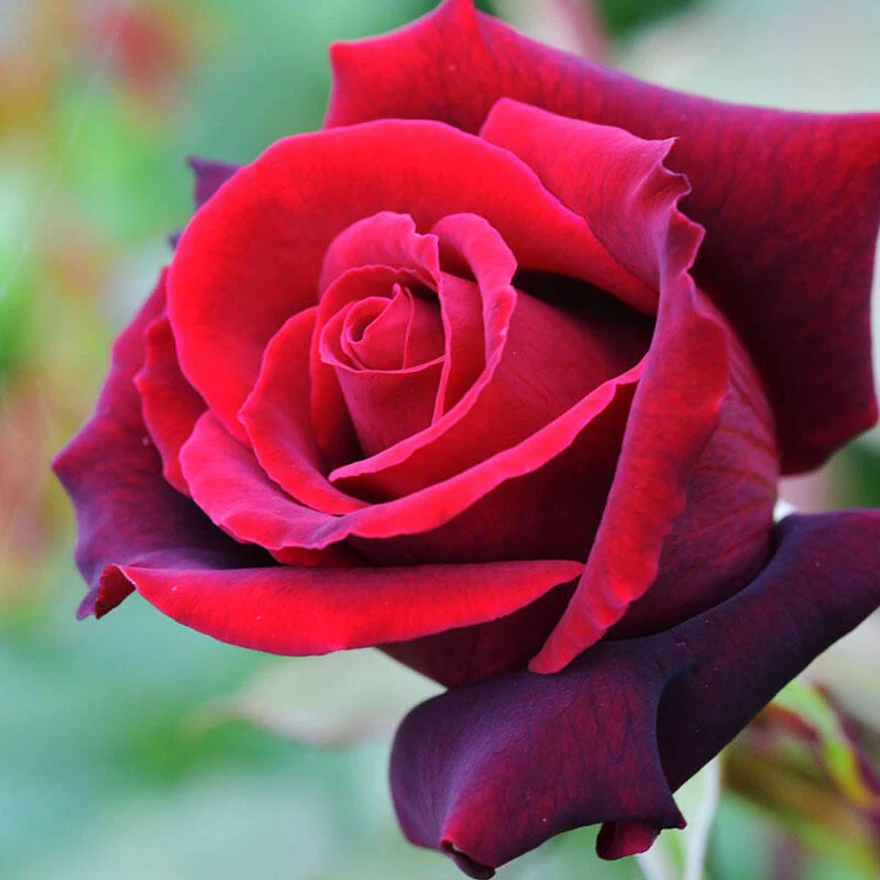 1911-lasting-love-hybrid-tea-rose-1.webp