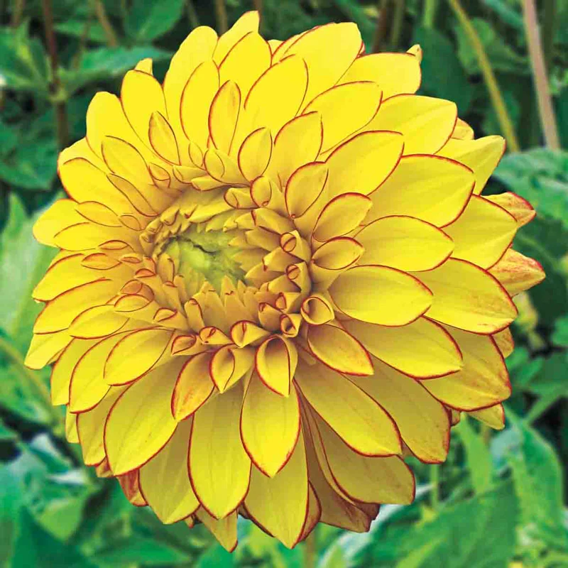 Lake Ontario Dahlia