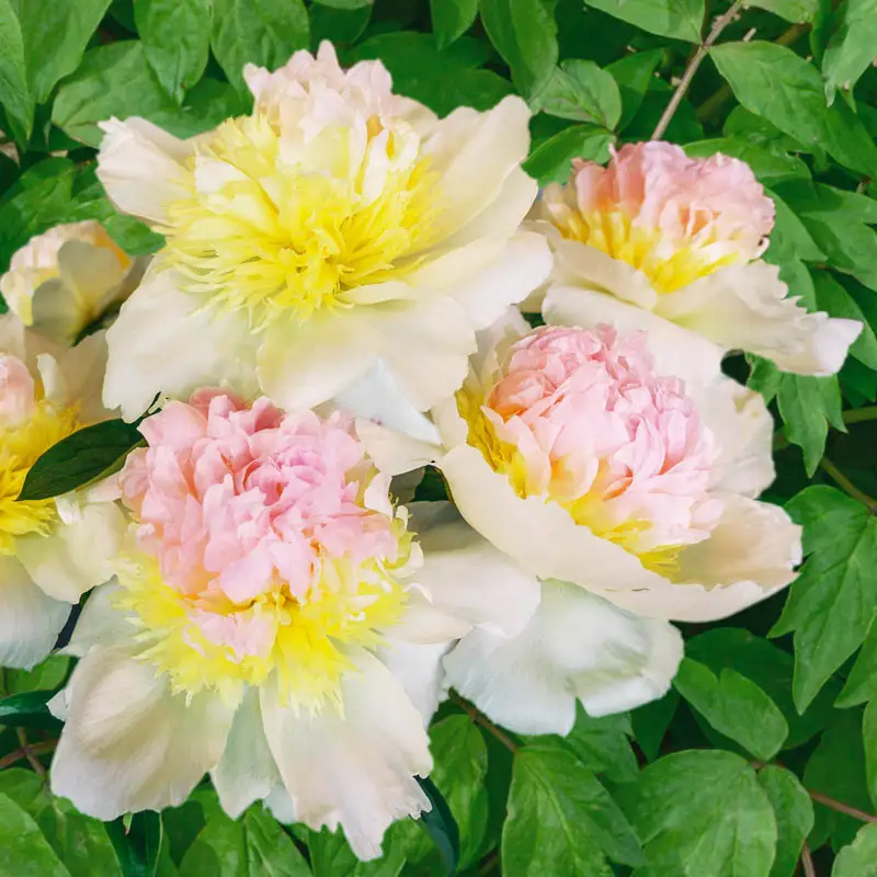 Honey Gold Peony