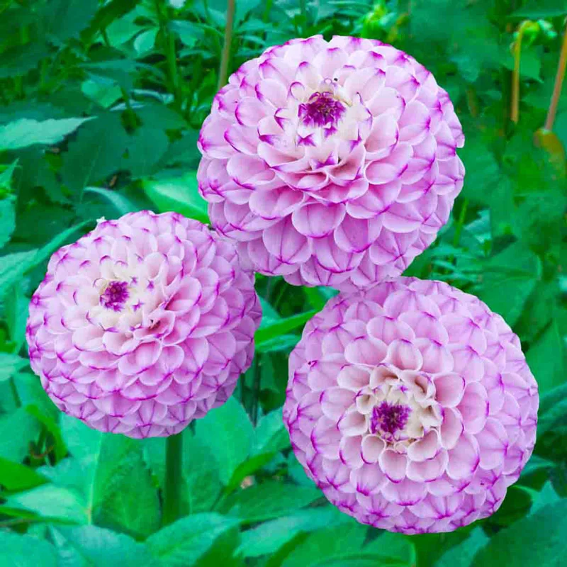 Genova Dahlia