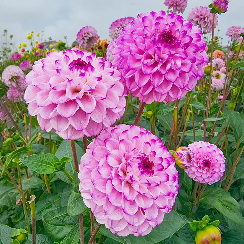 Genova Dahlia