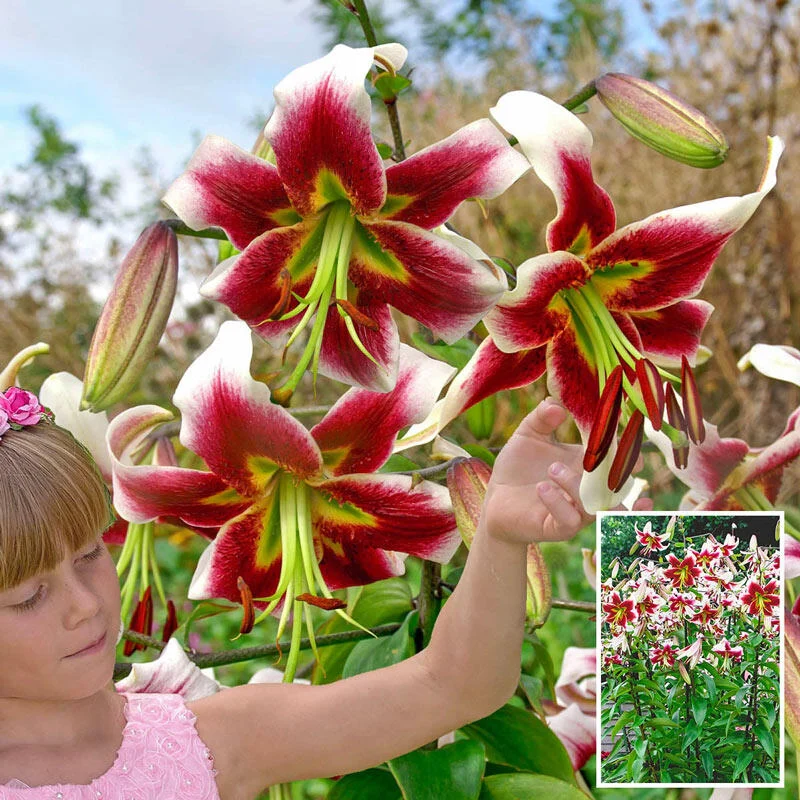Leslie Woodriff Lily Tree® 1 1921-leslie-woodriff-lily-tree–1.webp