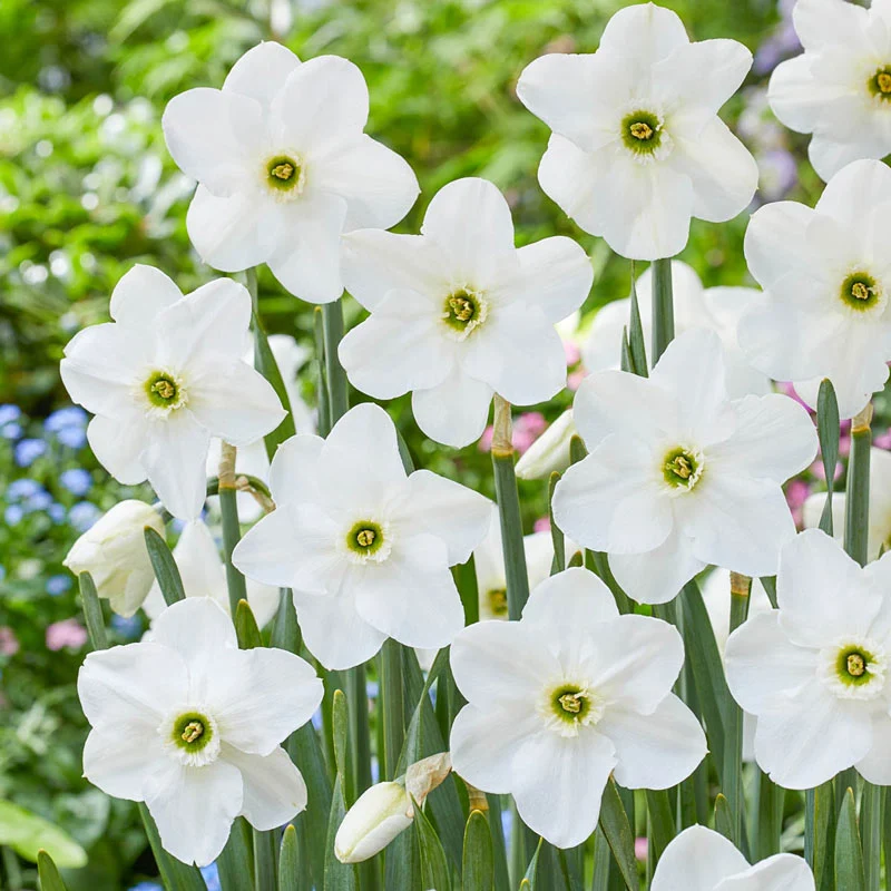 1924-dallas-daffodil-1.webp