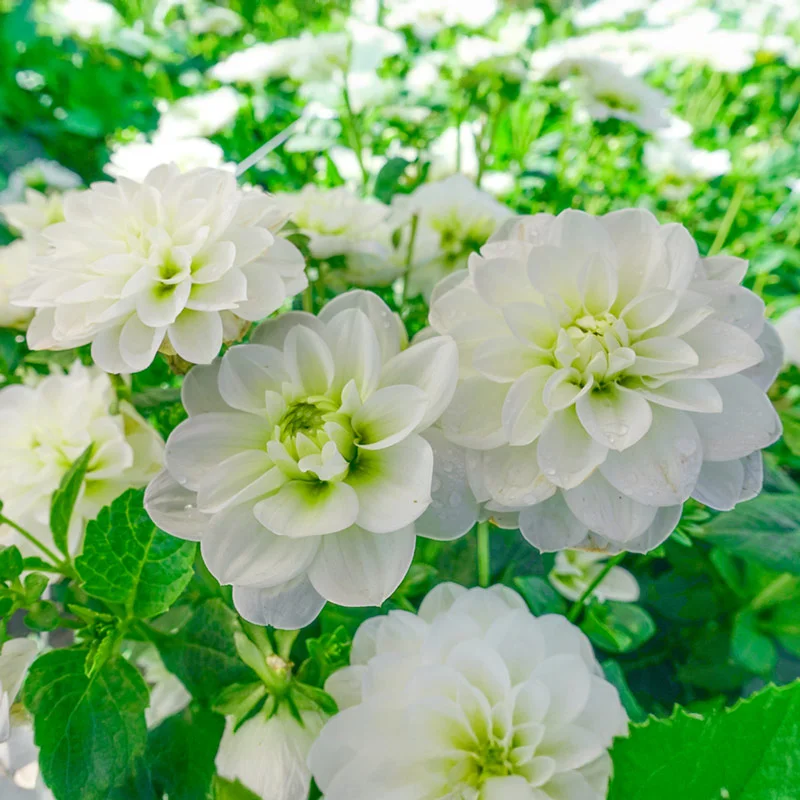 Cantarino Dahlia