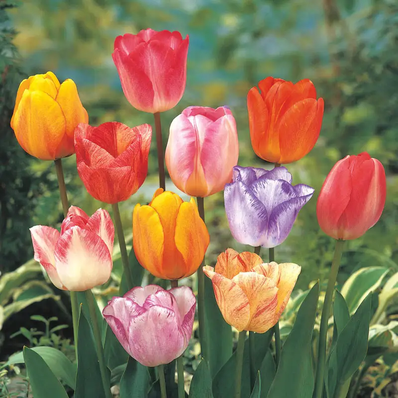 1938-colour-magic-tulip-mixture-1.webp