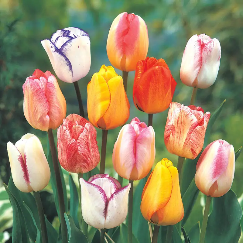 1938-colour-magic-tulip-mixture-1.webp
