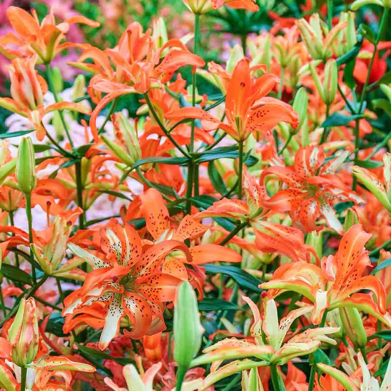 Must See Lily