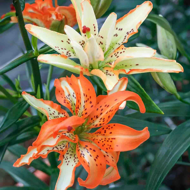 Must See Lily