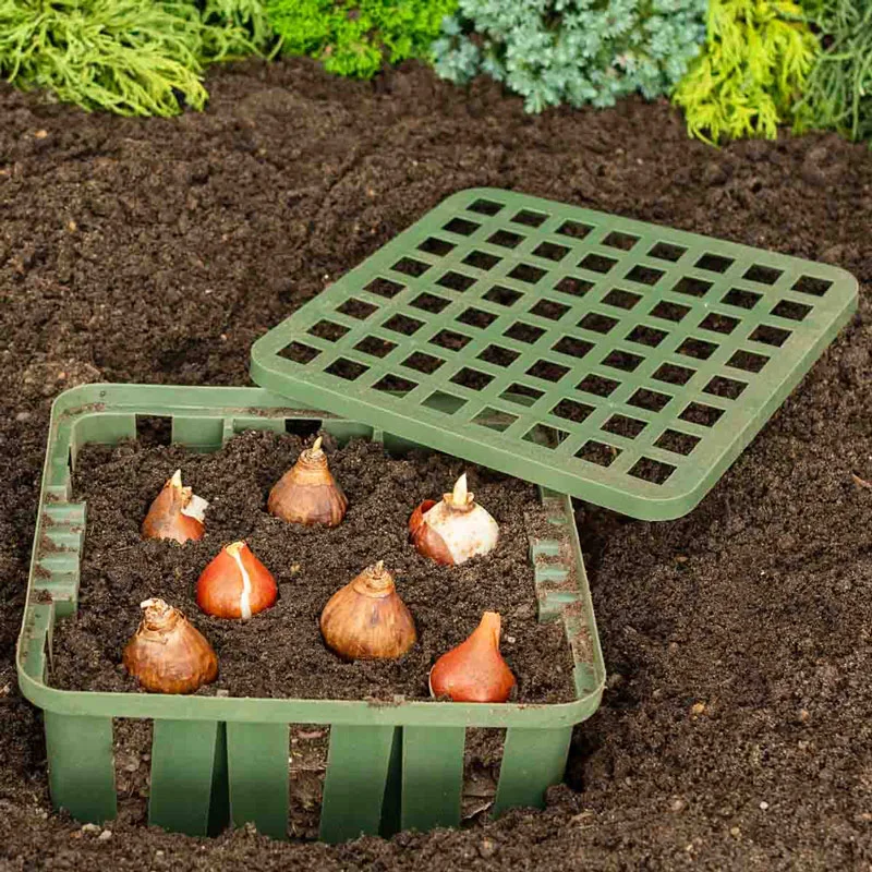 Bulb Basket Kit