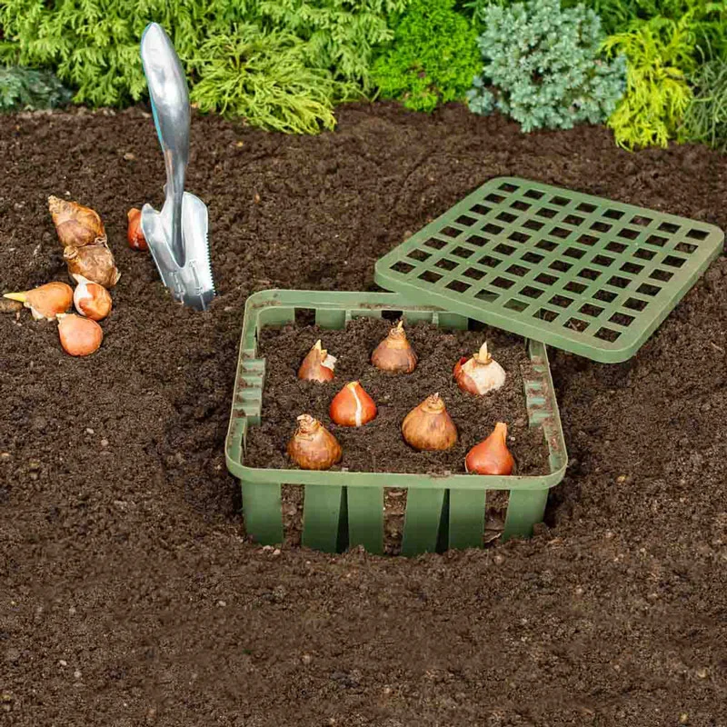 Bulb Basket Kit