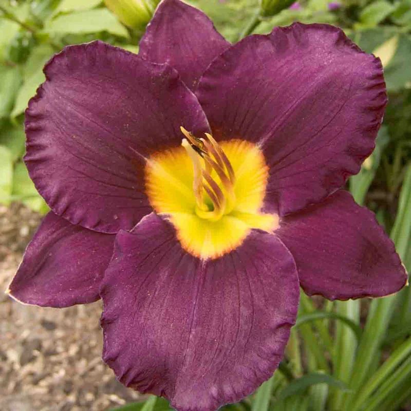 Bela Lugosi Reblooming Daylily