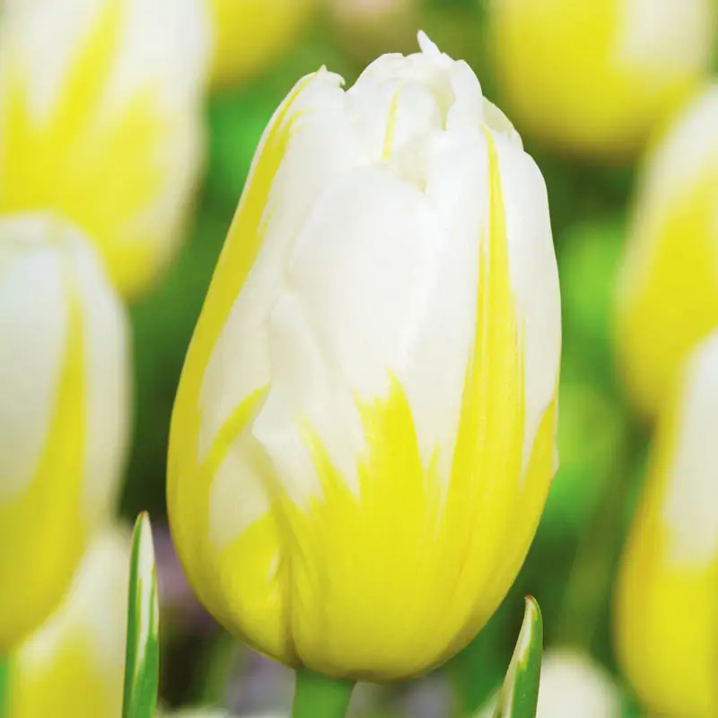 Lemon Meringue Tulip