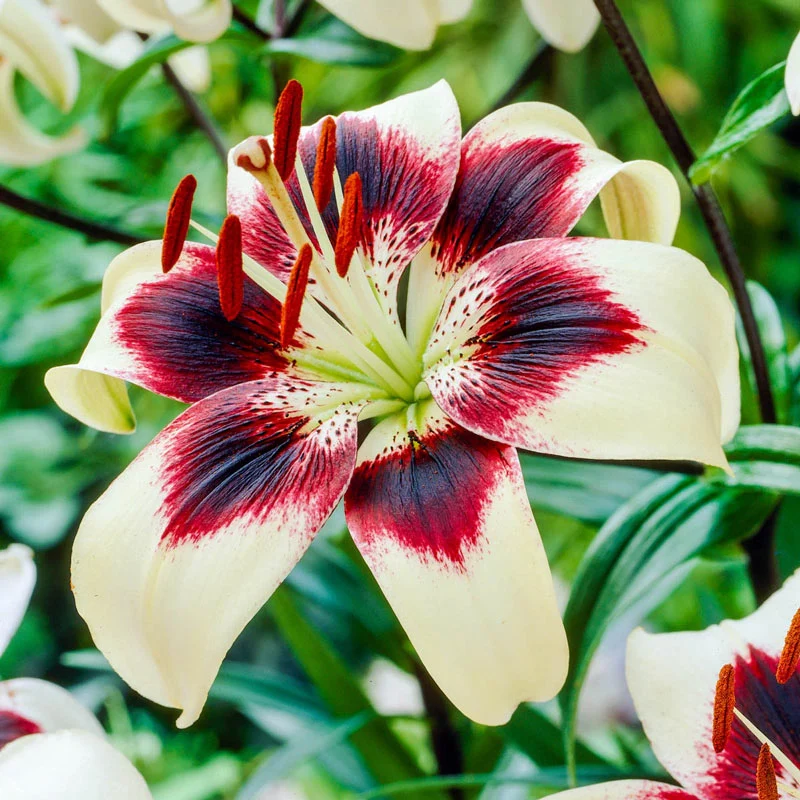 Patricia's Pride Lily