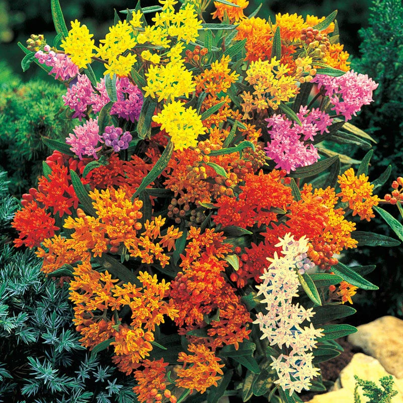 Milkweed Mixture