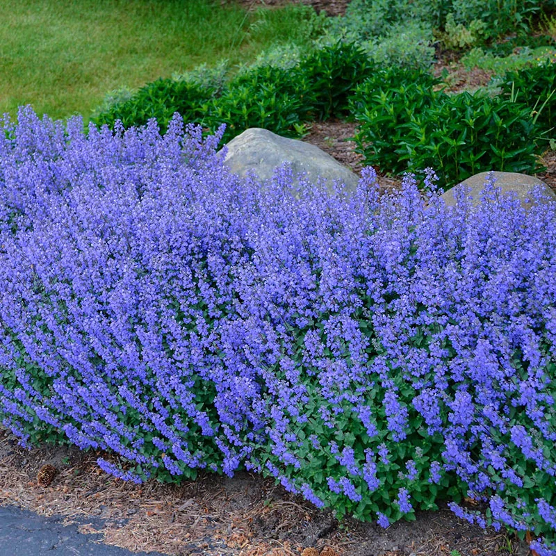 1965-purrsian-blue-catmint-1.webp