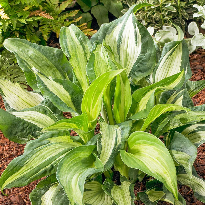1968-guardian-angel-hosta-1.webp