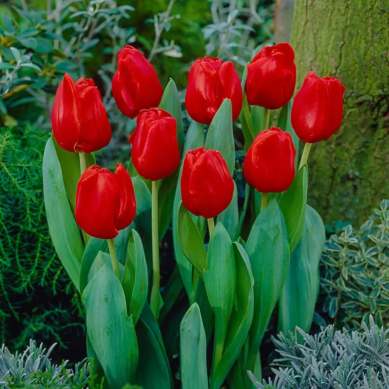 Escape Tulip Super Sak® 1 197-escape-tulip-super-sak–1.webp