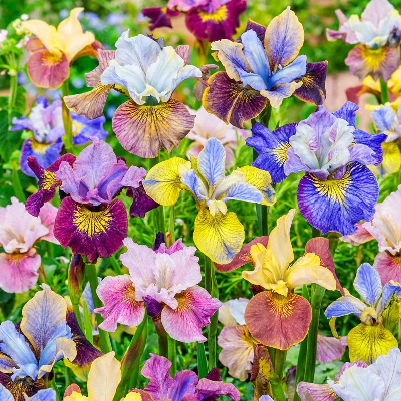 1977-peacock-butterfly-siberian-iris-mixture-1.webp