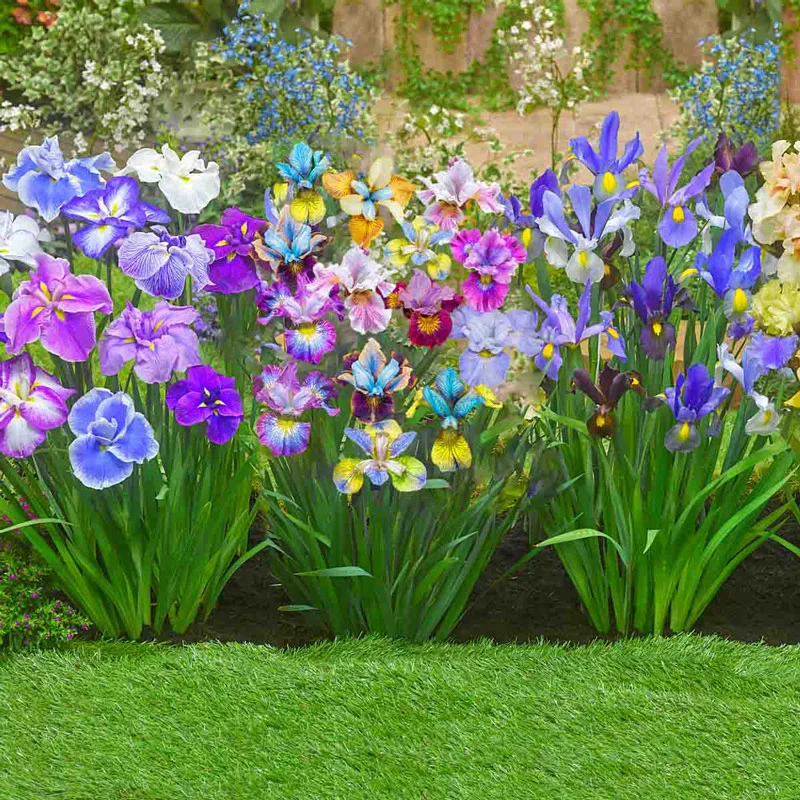 1977-peacock-butterfly-siberian-iris-mixture-1.webp