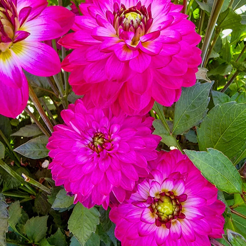 1979-romantica-dahlia-1.webp