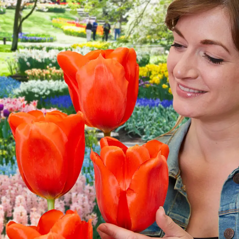 Giant Orange Sunrise Tulip