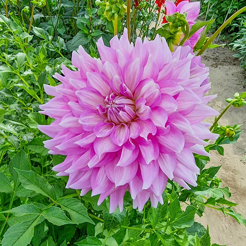 Almand's Joy Dahlia