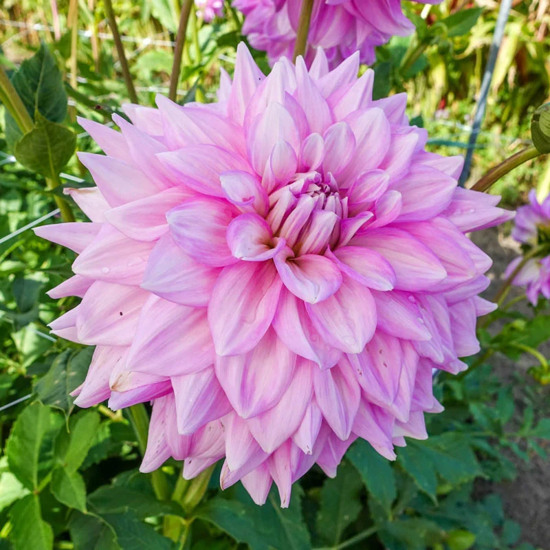 Almand's Joy Dahlia