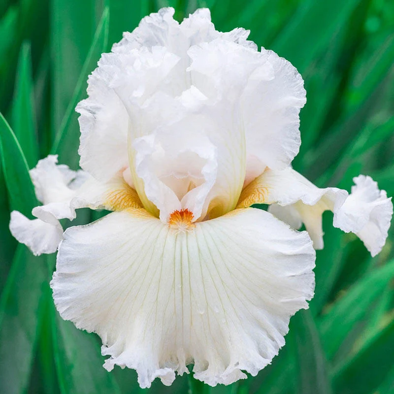 1984-catch-a-star-bearded-iris-1.webp