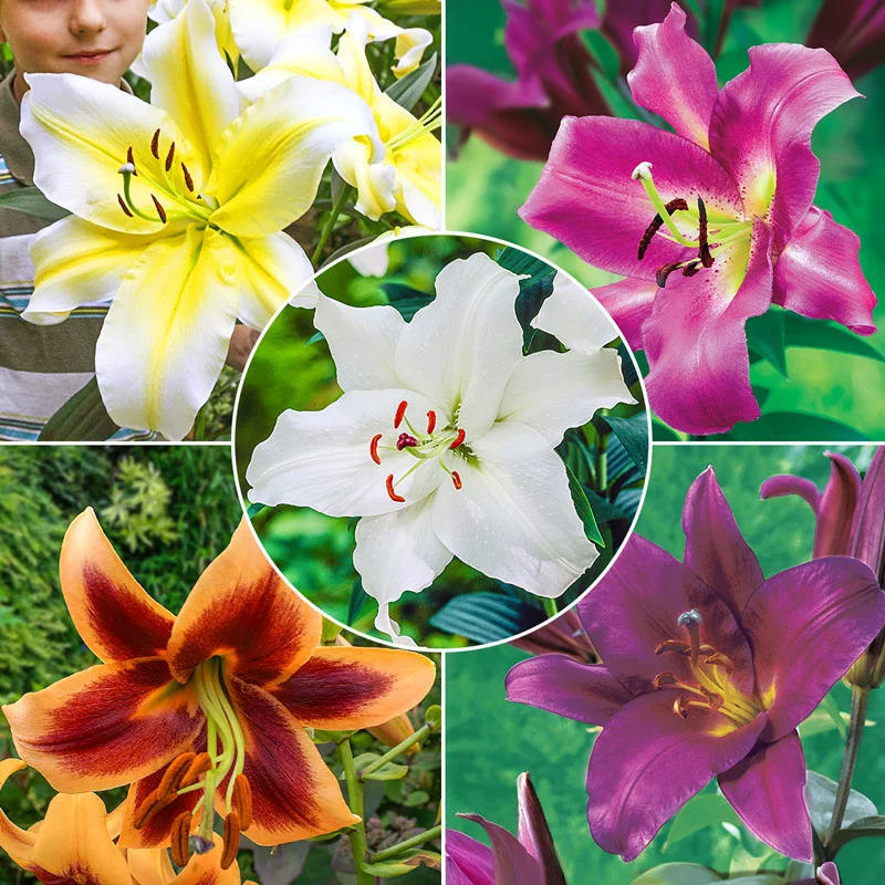 1989-classic-lily-tree-collection-1.webp