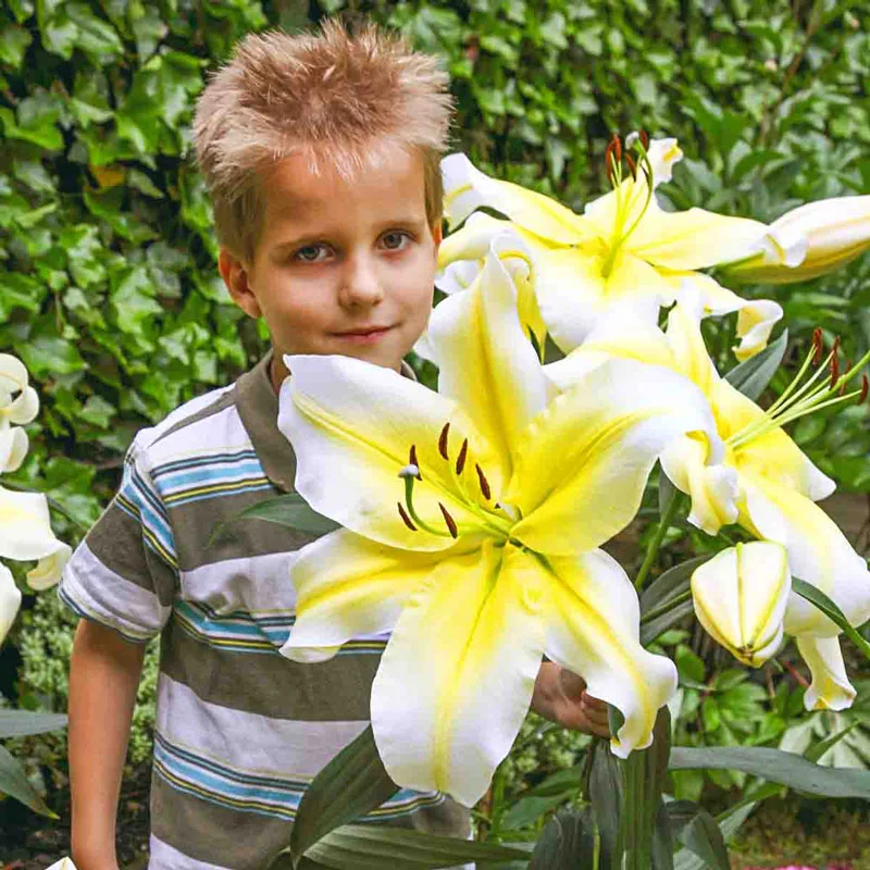 1989-classic-lily-tree-collection-1.webp