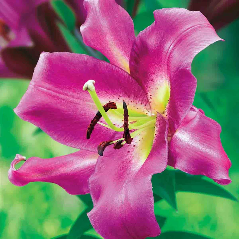 1989-classic-lily-tree-collection-1.webp