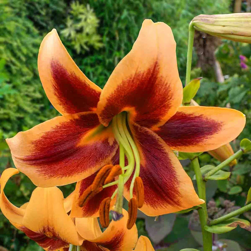 1989-classic-lily-tree-collection-1.webp