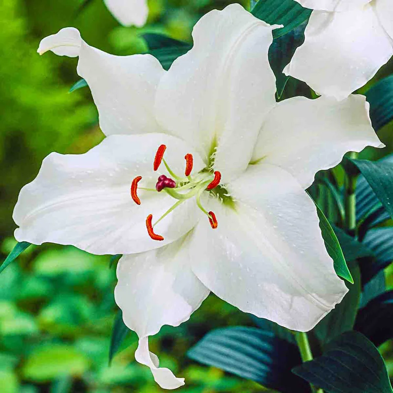 1989-classic-lily-tree-collection-1.webp